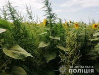 На Кіровоградщині протягом двох діб правоохоронці виявили та знищили більше 34 тисяч рослин конопель