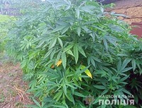 На Полтавщині поліцейські виявили понад півтисячі рослин конопель у мешканців Лубенського та Полтавського районів