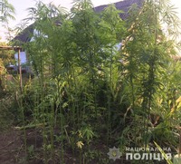 У Стрийському районі поліцейські вилучили у раніше судимого місцевого мешканця майже пів сотні нарковмісних рослин