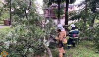 Чернівецька область: рятувальники розпилювали та прибирали дерева, повалені поривами вітру