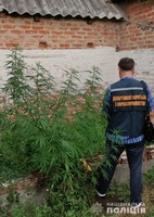 На Полтавщині поліцейські вилучили у мешканки Диканьщини  рослини конопель та зброю