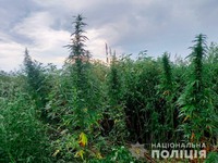 З території приватного кооперативу на Буковині поліцейські вилучили майже пів тисячі рослин конопель