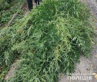 Поліція Донеччини ліквідувала посів конопель у селищі Талаківка