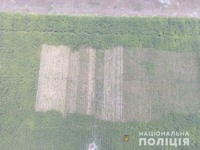 На Херсонщині правоохоронці в полі з кукурудзою виявили 10 тисяч кущів конопель