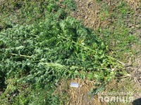 У мешканки Тульчинського району поліцейські виявили посів нарковмісних рослин