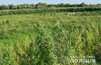 На Полтавщині виявили понад 200 тисяч рослин конопель: поліція розпочала досудове розслідування