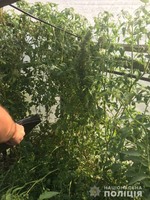 Рослини коноплі та метадон вилучили правоохоронці у мешканця Синельниківського району