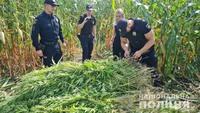 11 тисяч рослин конопель: Узинські поліцейські виявили у кукурудзяному полі посіви наркозілля