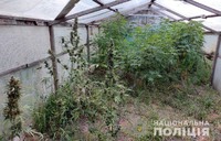 На Полтавщині поліцейські виявили майже пів тисячі рослин конопель у мешканців Лубенського району