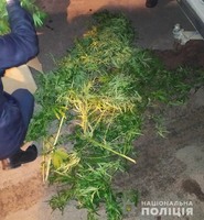 У Коростені поліцейські виявили в автомобілі порушника ПДР нарковмісні рослини