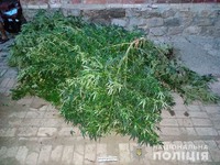 Поліцейські викрили жителя Дружківки у культивації триметрових конопель