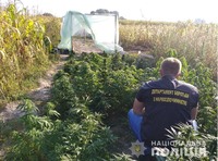 На Житомирщині поліцейські вилучили наркозілля на пів мільйона гривень