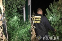 На Донеччині поліцейські ліквідували три теплиці з незаконним посівом конопель