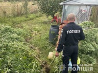 На Берегівщині поліцейські викрили чоловіка на вирощуванні та зберіганні нарковмісних рослин