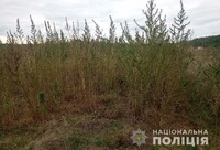 У Синельниківському районі поліцейські виявили майже 6 тисяч рослин конопель