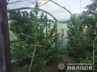 В Каховському районі поліцейські вилучили насадження коноплі та 2 кілограми готової до вживання марихуани