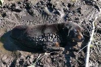 Чернігівський район: рятувальники витягнули з болота собаку