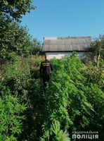 Поліцейські Житомирщини вилучили в полісян більше 10 тисяч нарковмісних рослин