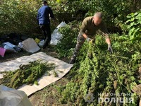 На Сумщині поліцейські виявили плантацію конопель на суму майже 3 мільйони гривень