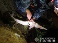 Правоохоронці Ізмаїльського району викрили двох жителів Вилкового у вилові червонокнижної риби