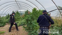 Правоохоронці Ізмаїльського району викрили 29-річного жителя Ренійської громади у вирощуванні конопель та зберіганні наркотиків