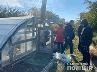 Теплицю з рослинами конопель виявили правоохоронці на території приватного домоволодіння у Верхньодніпровському районі