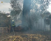 Броварський район: ліквідовано загорання дерева
