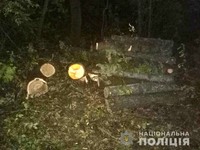Роздільнянські поліцейські викрили 19-річного жителя району в незаконній порубці дерев