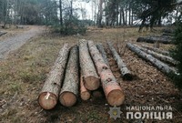 На Ковельщині виявили незаконно зрубаний ліс