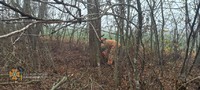 Рятувальники Донеччини двічі залучались до прибирання аварійних дерев