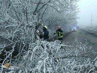 Рятувальники Донеччини тричі залучалися до прибирання аварійних дерев