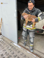 Київська область: рятувальники дістали чотирилапого, який застряг у гаражі