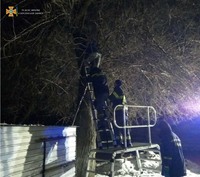 Херсонські рятувальники зняли дівчину з дерева