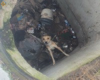 Броварський район: рятувальники дістали собаку з ями