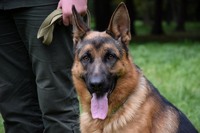 Кінологи Нацгвардії : про відбір, підготовку та тренування службових собак у війську