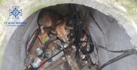 Знам’янські рятувальники врятували собаку з каналізаційного колектора