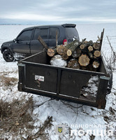 На Запоріжжі поліцейські викрили «чорних лісорубів», які незаконно спиляли 165 кубометрів деревини
