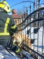 На Рівненщині рятувальники звільнили чотирилапого з металевої огорожі