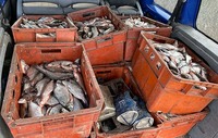 На Полтавщині поліцейські виявили місцевого чоловіка, який перевозив понад 320 кілограмів риби без документів