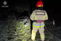 Новомосковський район: рятувальники визволили корову, яка застрягла у багнюці