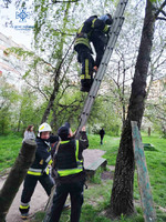 М. Дрогобич: рятувальники lдопомогли спуститися з дерева 11-річному хлопцю