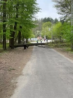 На Рівненщині рятувальники розчистили проїжджу частину дороги від поваленого дерева