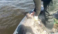 На Полтавщині поліцейські вилучили з акваторії Сулинської затоки близько 700 метрів браконьєрських сіток з рибою