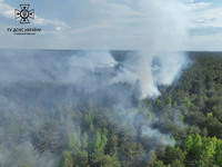 Київська область: локалізовано загорання лісової підстилки на території Вишгородського району