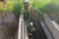 Синельниківський район: рятувальники дістали цуценя з покинутої ями