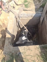 Житомирський район: рятувальники дістали корову з каналізаційної ями