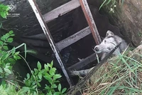 Синельниківський район: рятувальники дістали собаку з пастки
