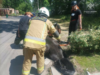 Бучанський район: рятувальники витягли  коня, що провалився в каналізаційний люк