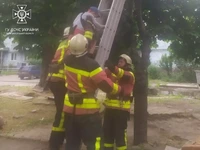 Запорізькі рятувальники зняли з дерева хлопчика