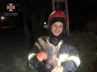 Смт Новгородка: рятувальники зняли кота з дерева